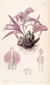 Pleione praecox